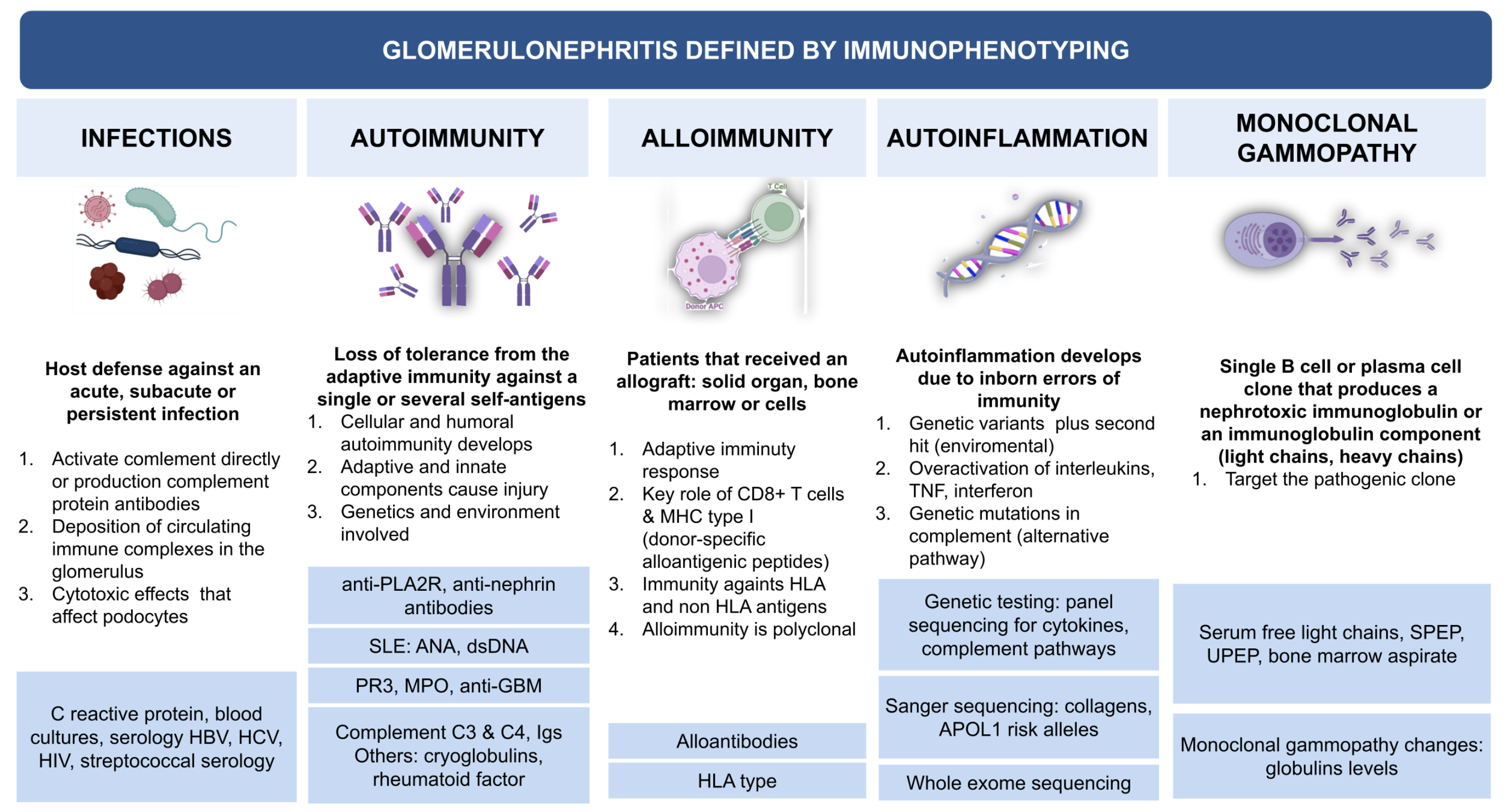 Originele figuur. Glomerulonefritis gedefinieerd door immunofenotypering: infecties, auto-immuniteit, allo-immuniteit, auto-inflammatie en monoclonale gammopathie.